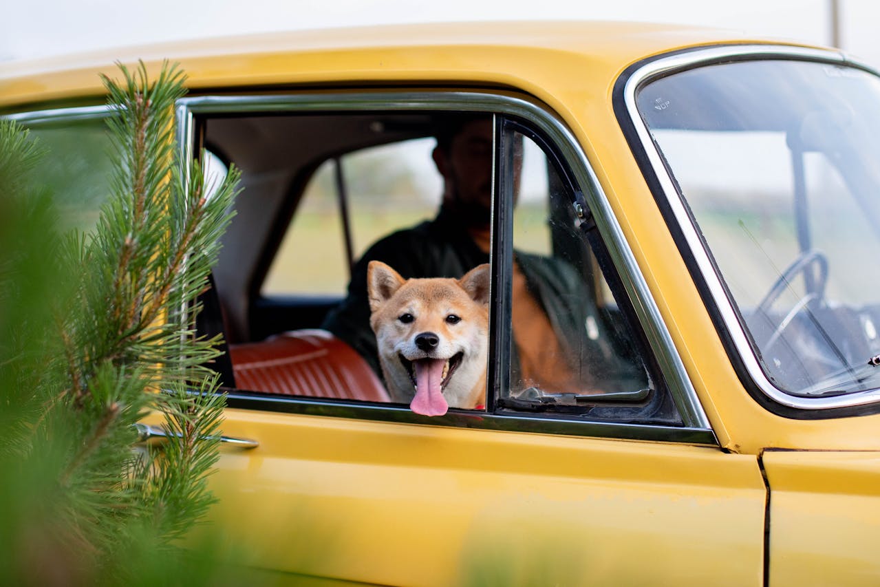 Abenteuer auf vier Pfoten: Die besten Ausflugsziele für Autofahrer mit Hund